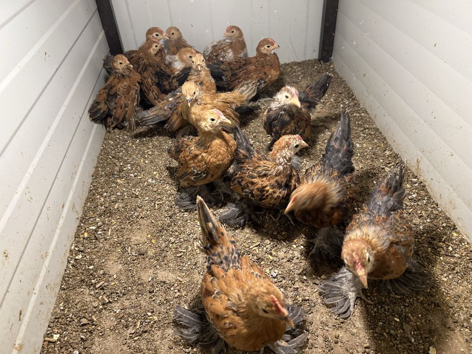 Vand sau schimb cocosei