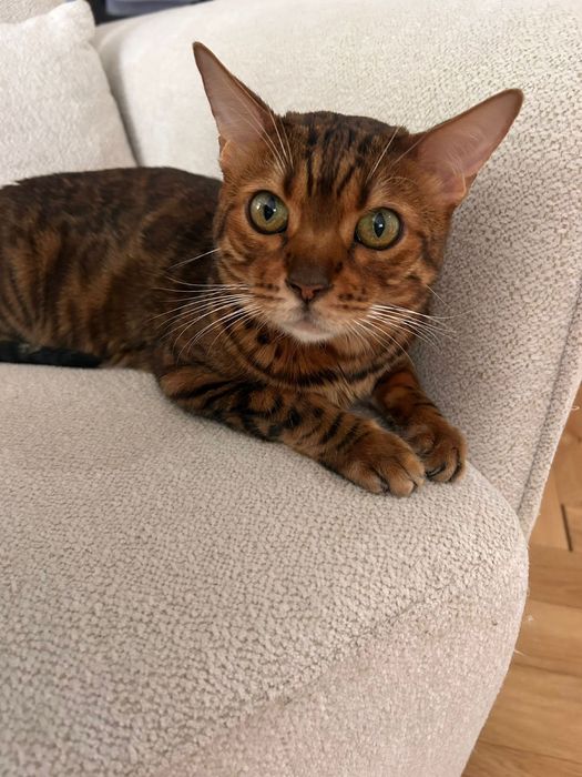 Отдам кота в добрые руки