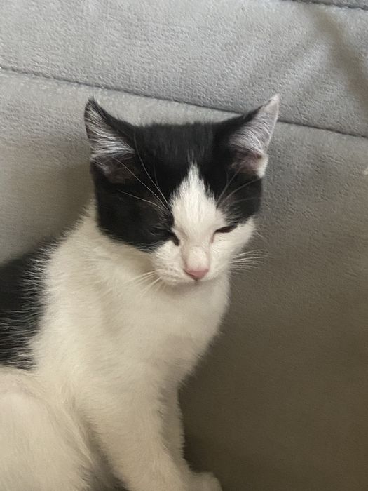 Котенок в добрые руки