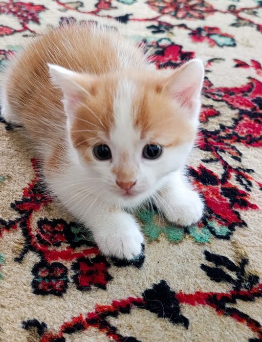 Отдам котенка в добрые руки