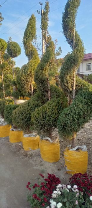 Manzarali ko'chatlar dunyosi har xil turdagi