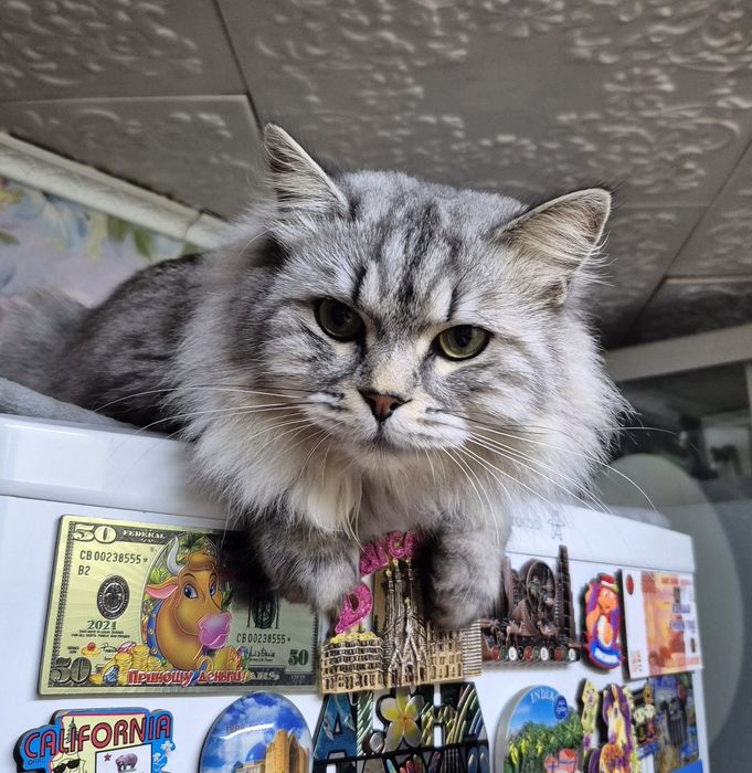 Отдам даром кота.