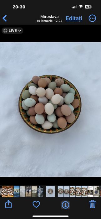 Oua verzi,albastre de la gaini Araucana numai pt CONSUM.NU pt INCUBAT