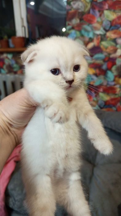 КотЯта ШотлаНдцы