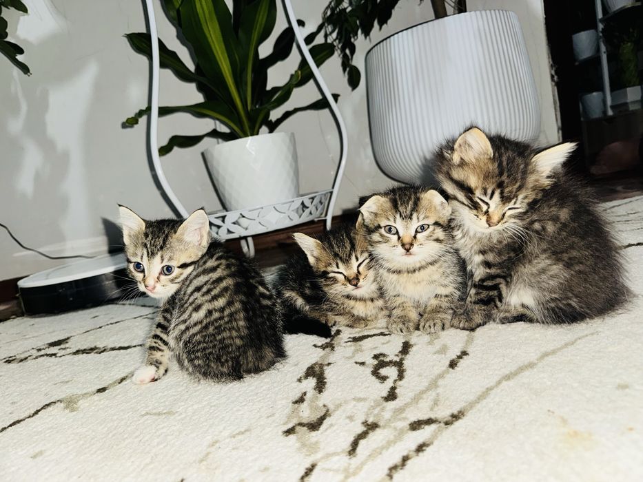 Вислоухий котята
