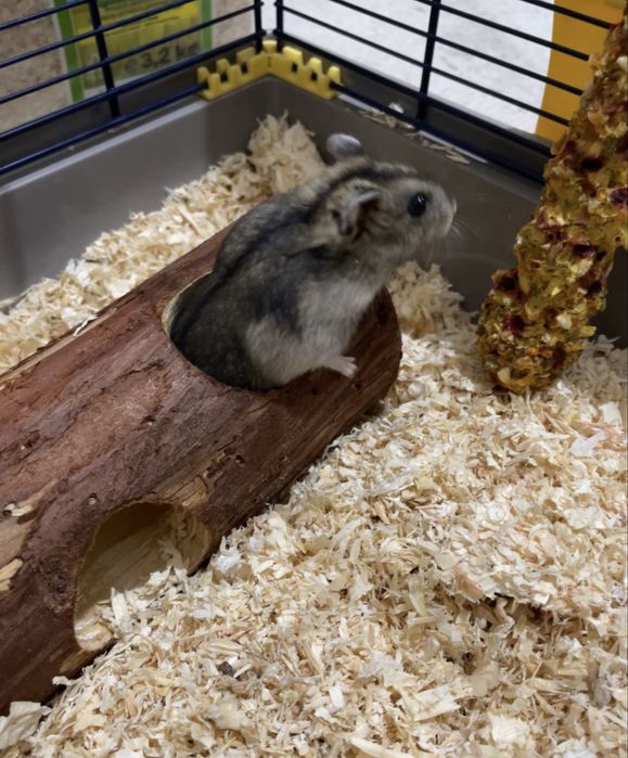Donez hamster pitic