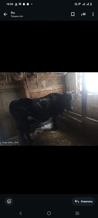 Сиыр туайын деп турган