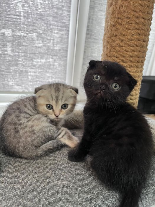Котята шотландские