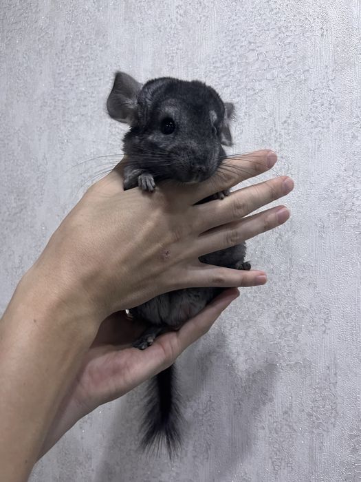 Шиншилла мальчик