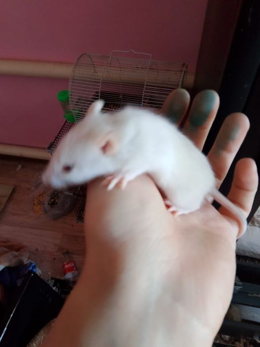 Продам крысят 4 недели