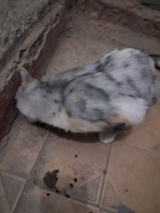 Нашли кошку  бездом
