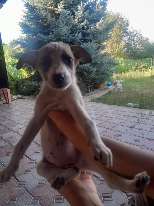 Отдам в хорошие руки