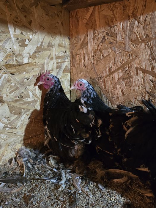 Карликовые кохинхины