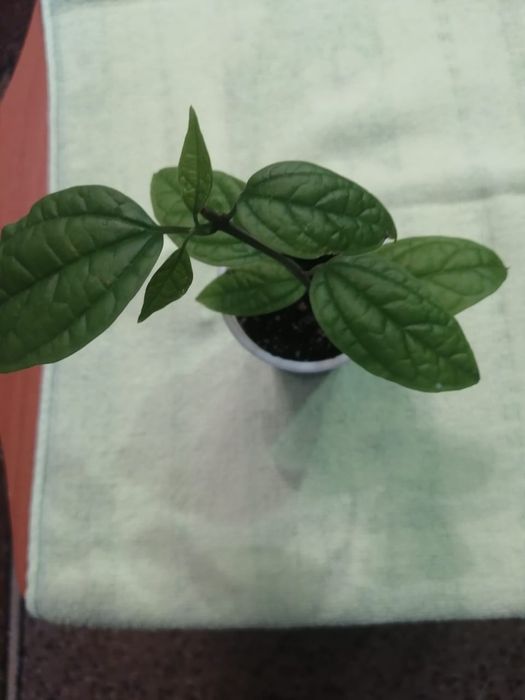 Клеродендрум Томпсона