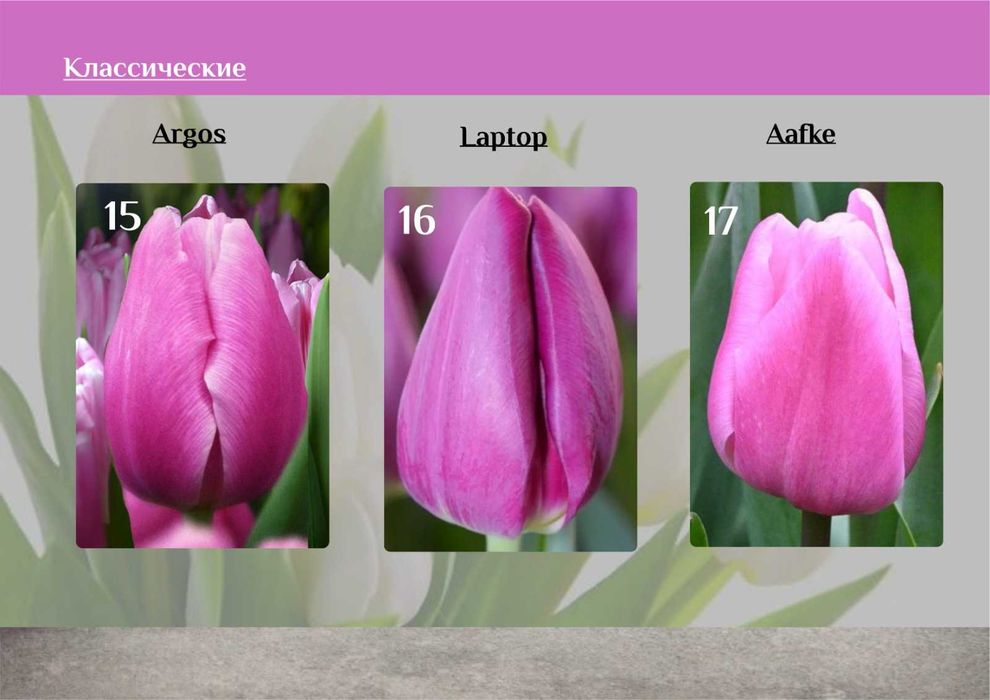 Тюльпаны к 8 марта предзаказ розница