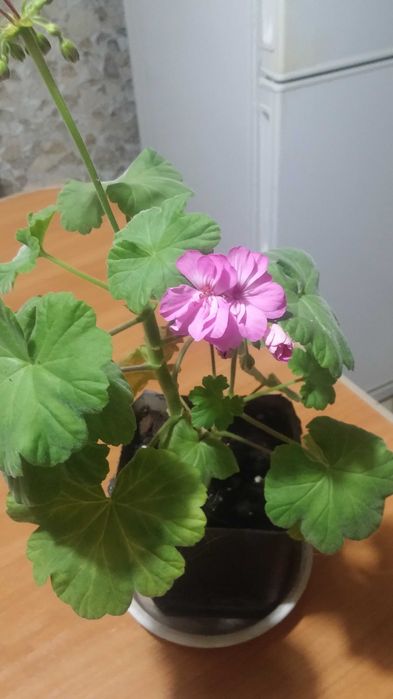 Герань комнатная