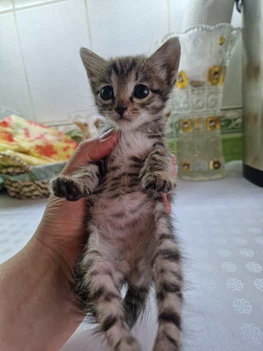 Котёнок  красивенький