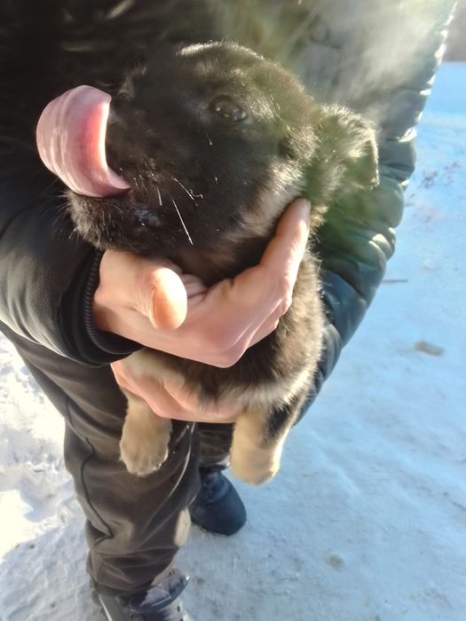 Отдам щенков двух