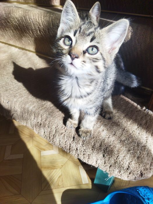 Котята в добрые руки !!