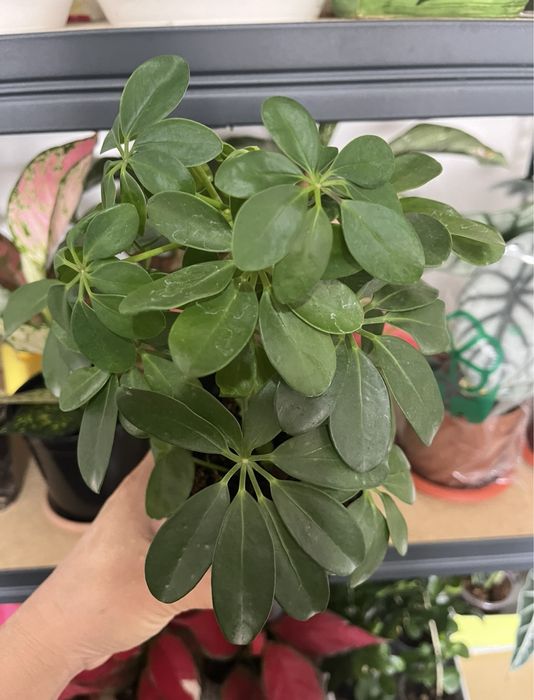 Комнатные растения