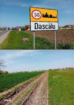 Teren intravilan Dascalu , ID: R3093806