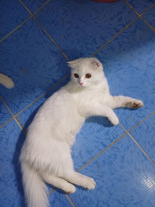 Киз мушук сотилади
