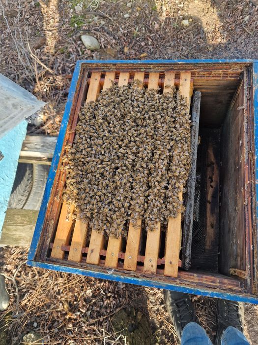 Vindem 10 famili albine fără cutie  5 famili rama 1/1 si 5 rama  3\4
