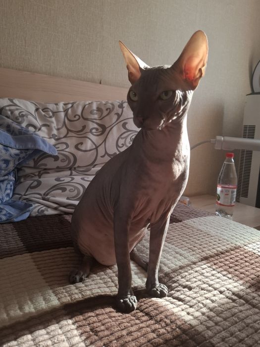 Канадский сфинкс на случку