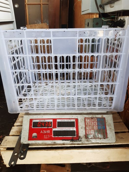 Продам крупных крольчих.