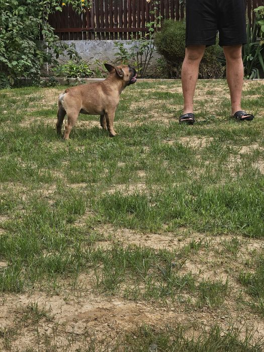 Bulldog Francez Mascul pedigree FCI