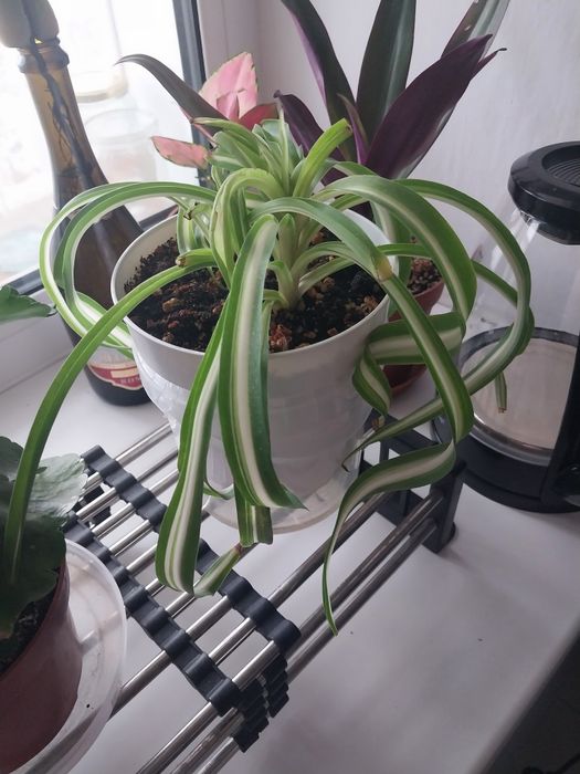 Продам комнатные цветы