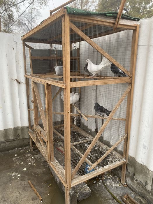 Kaprarlar qafas sotiladi