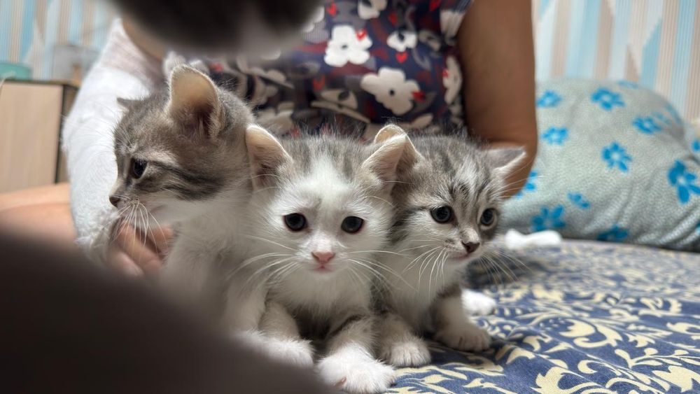 Отдам котят в добрые руки