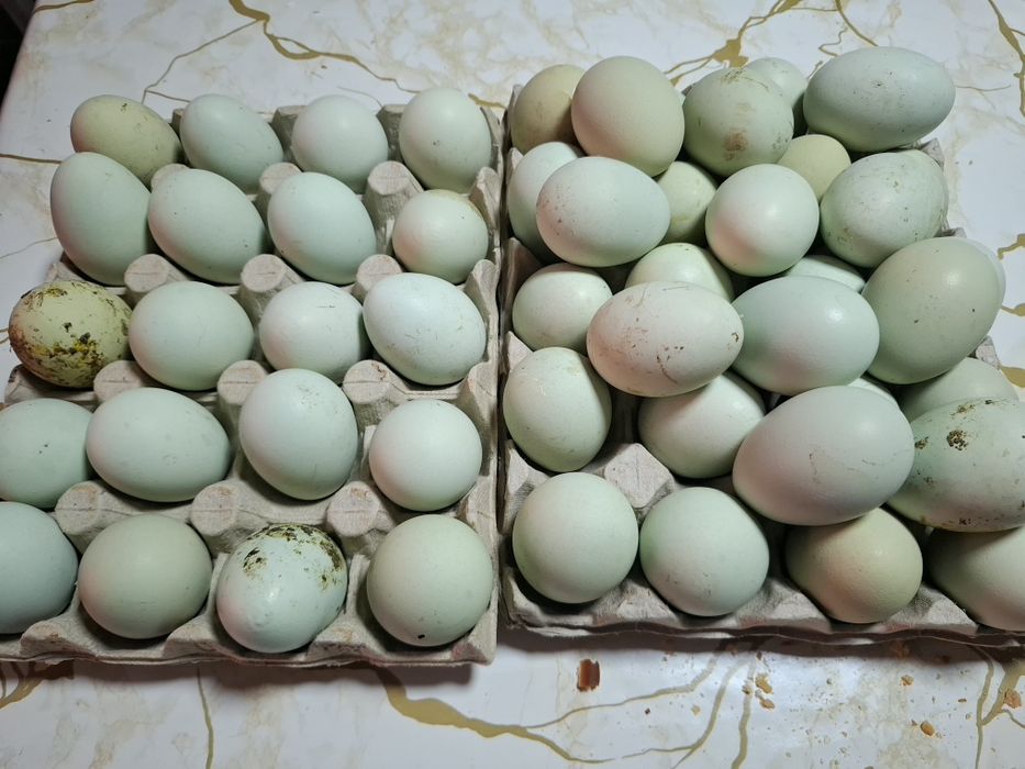 Oua din rasa  Araucana