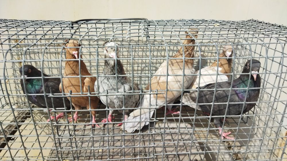 Продам гибридов и американцев