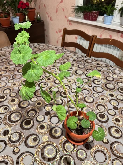 Продам комнатные цветы