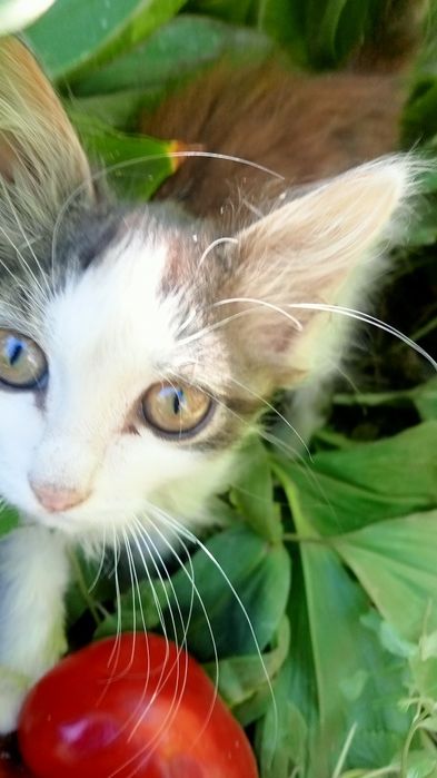 Котёнок - мальчик