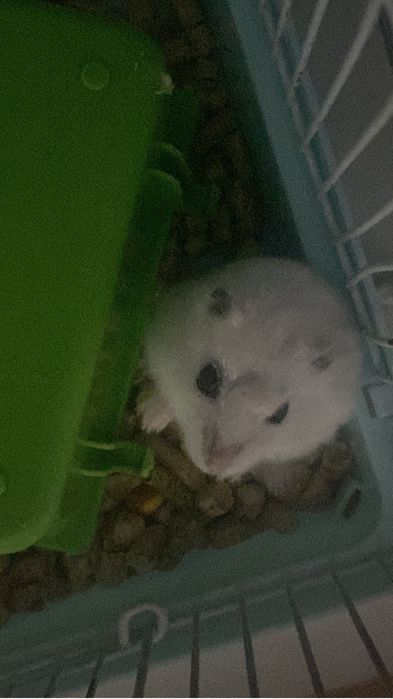 Продаётся хомякк