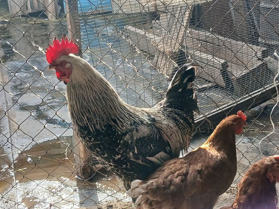 Продается  петух