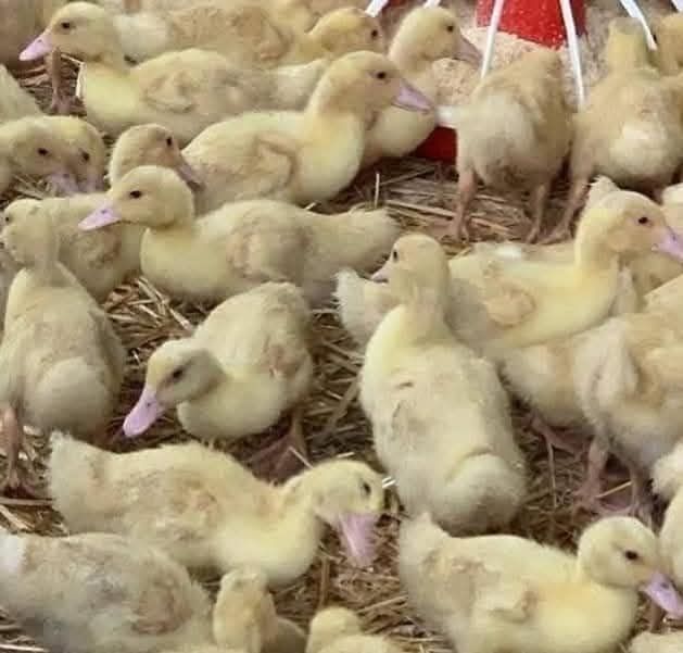 Ferma de Păsări Cudalbi