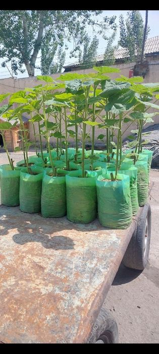 Павловния Шанг тонг