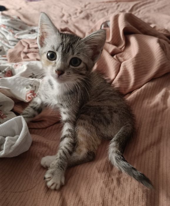 Ищем добрые руки котятам