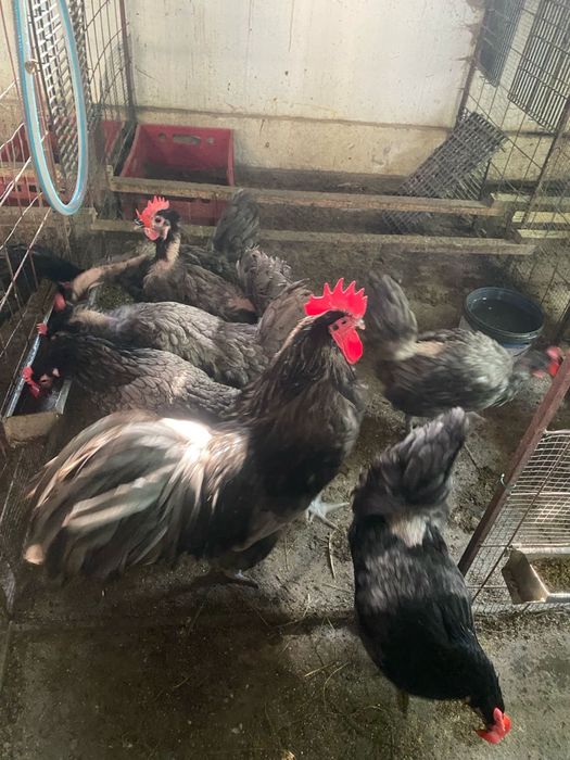 Australorp alb si albastru Araucana argintiu si negru si gat auriu Plymouth rockbarat gaini cocosi familii