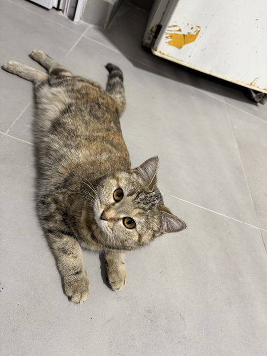 Отдам кошек в хорошие руки