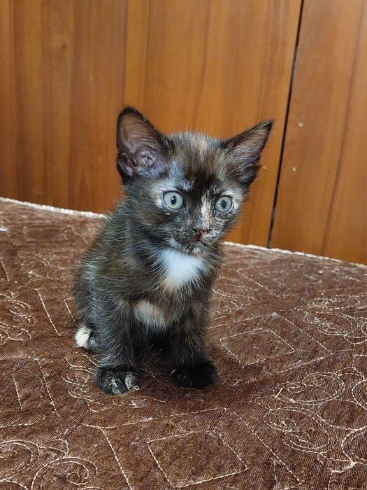 Отдам в добрые руки