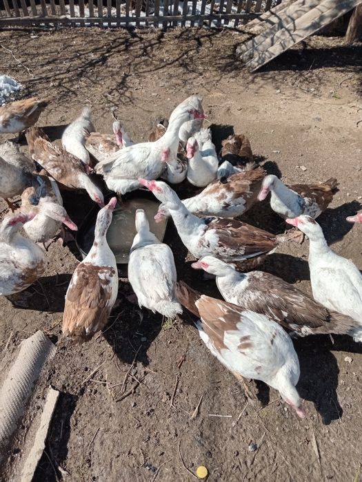 Продам молодых индоуток.