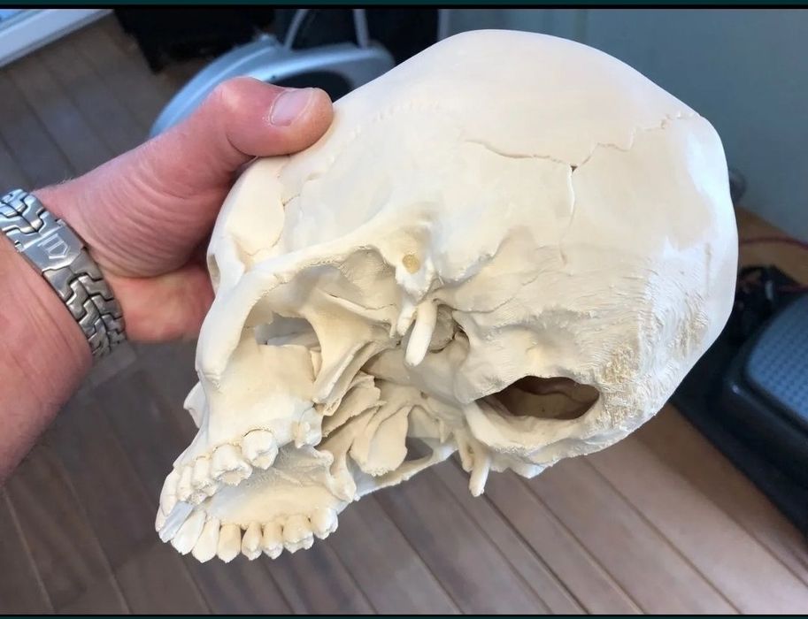 Анатомичен модел на човешки череп
