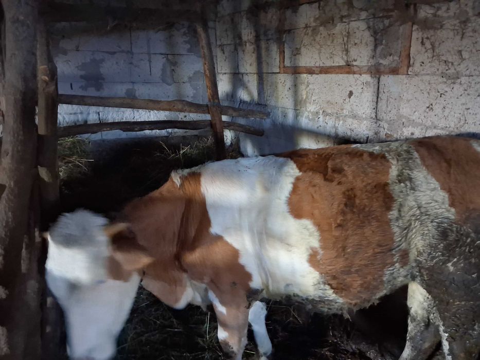 Junica baltata romaneasca de 1 an si 6 luni