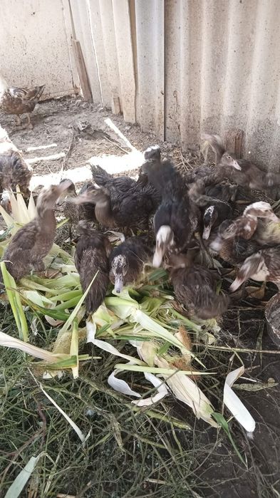 Домашние животные