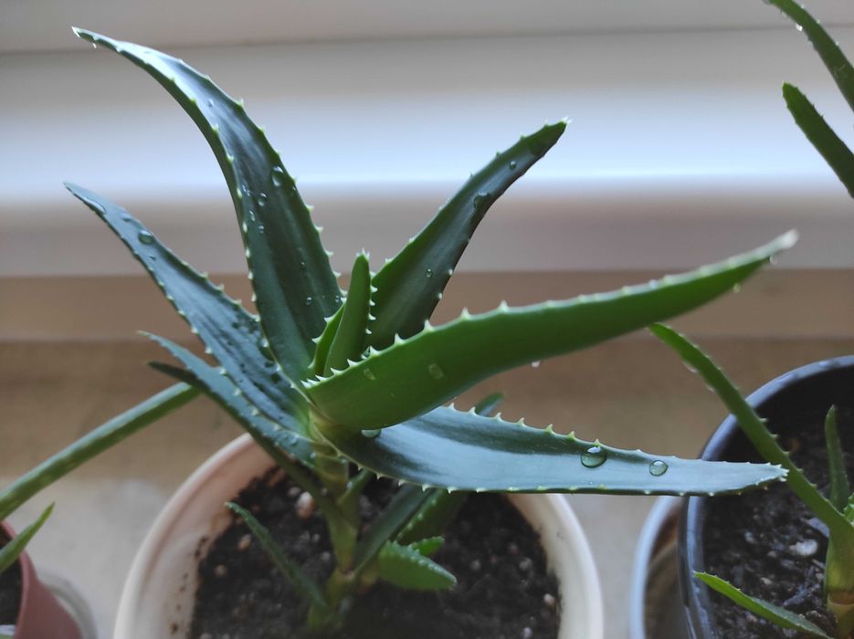 Лечебно алое вера, 2 вида, над 3 - годишни, отлично гледани растения